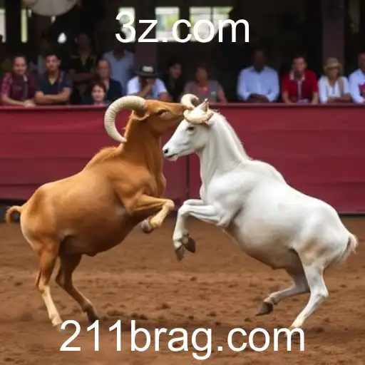 Rinha de Galos: Tradição Controversa